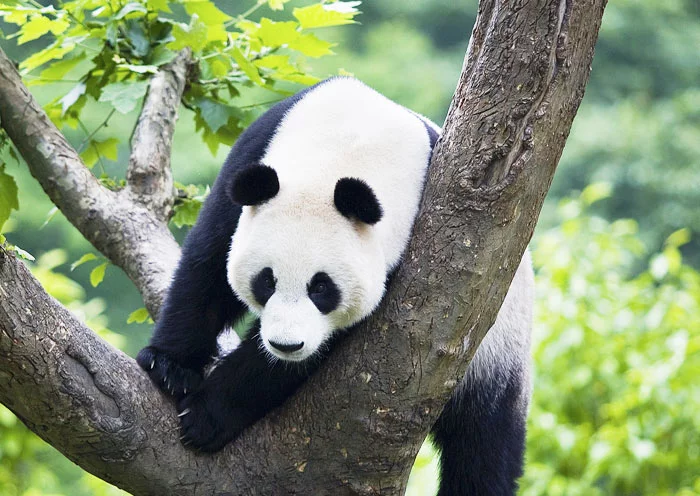 1 Day Chengdu Lifestyle Tour