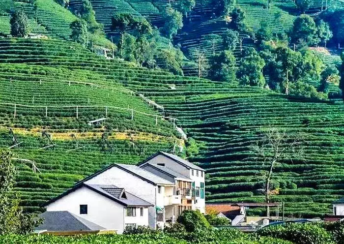 1 Day Paradise Hangzhou Cultural Tour from Shanghai by High Speed Train