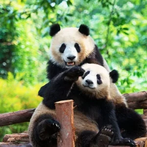 10 Days Chengdu to Lhasa and Everest Base Camp Tour