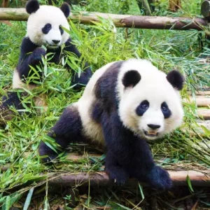 2 Days Classic Chengdu Tour