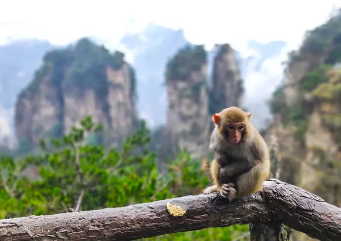 3 Days Zhangjiajie National Forest Park Tour