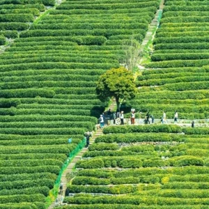 8 Days Shanghai Jiangnan Tour with Rising Star Wangxian Valley