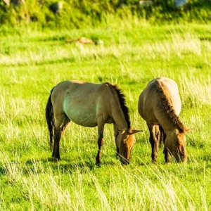 5 Days Central Mongolia Tour: National Parks, Gobi Desert, History & Culture