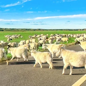 4 Days Inner Mongolia Grassland Tour - Uncover Mongolian Nomadic Life